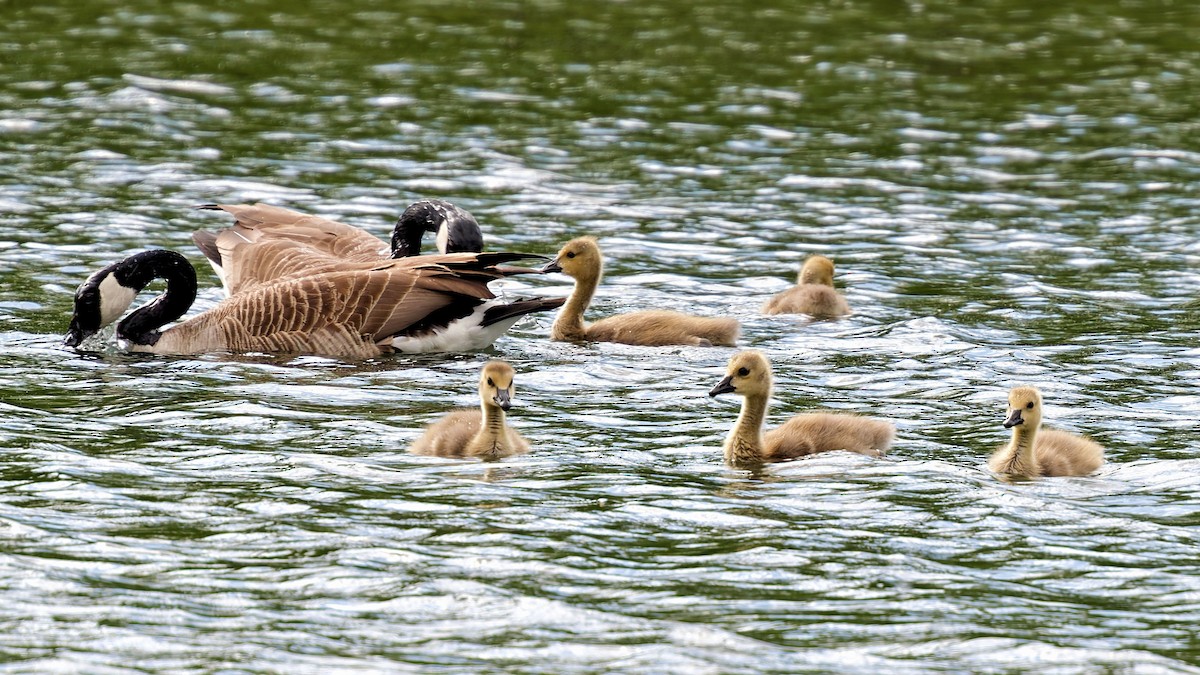 Branta kanadar handia - ML636027470