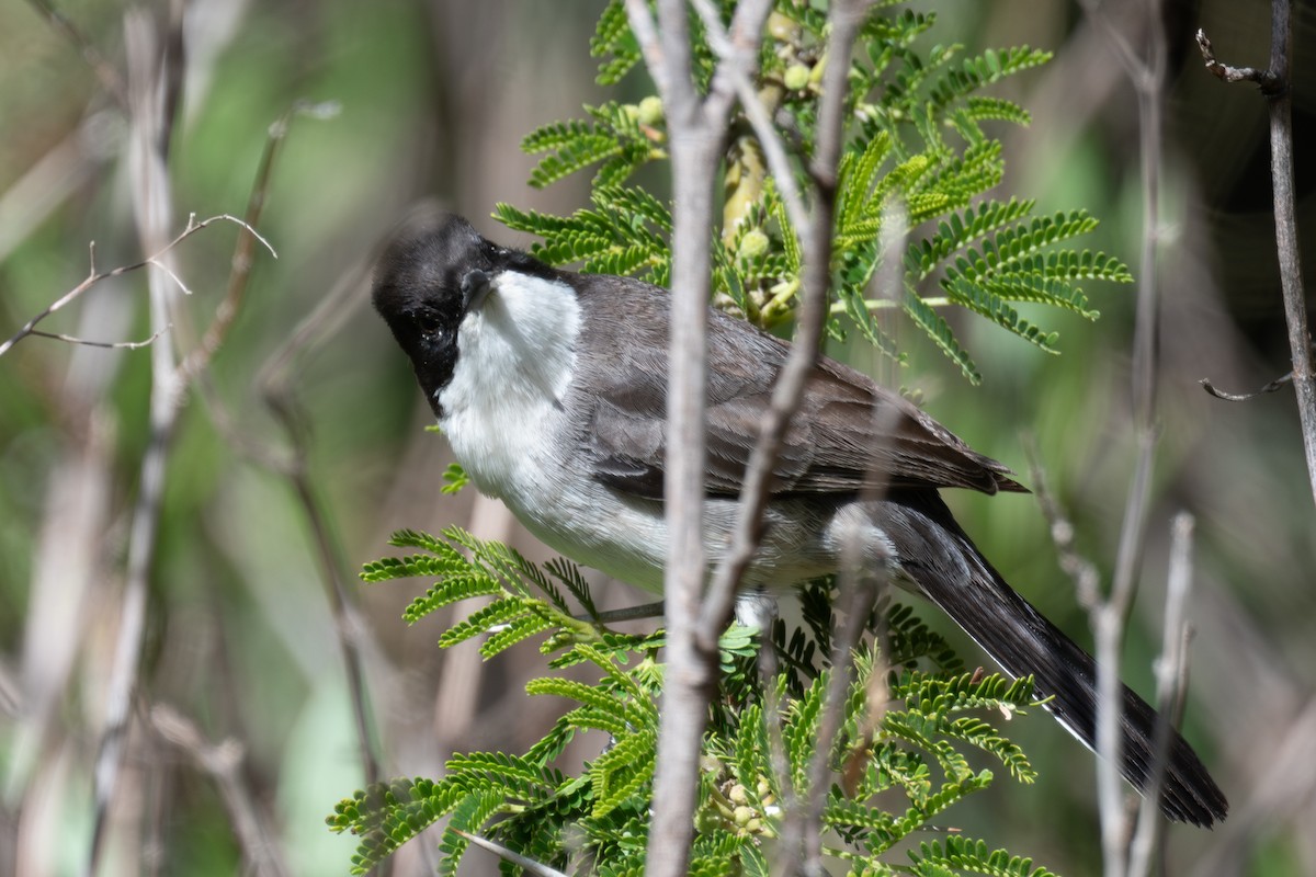 Arabian Warbler - ML636027478