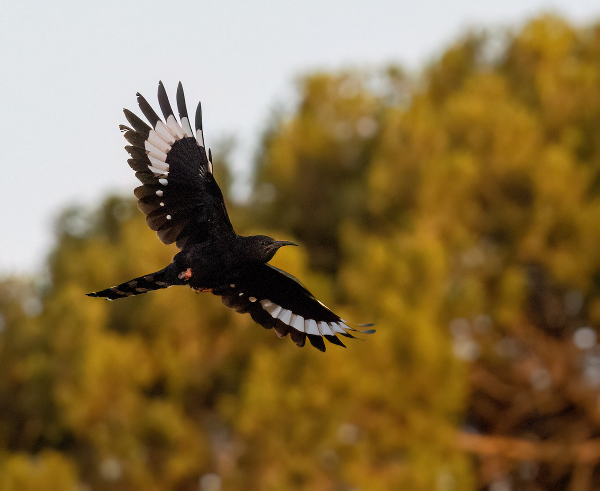 Black-billed Woodhoopoe - ML636027503