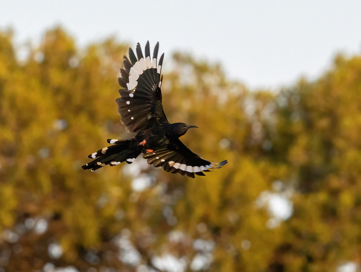 Black-billed Woodhoopoe - ML636027504
