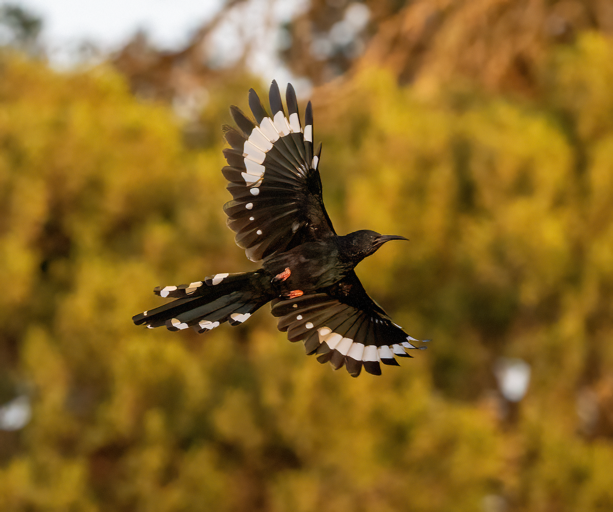 Black-billed Woodhoopoe - ML636027505