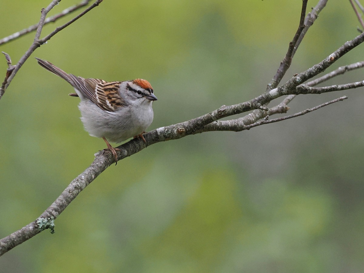 Chipping Sparrow - ML636027507