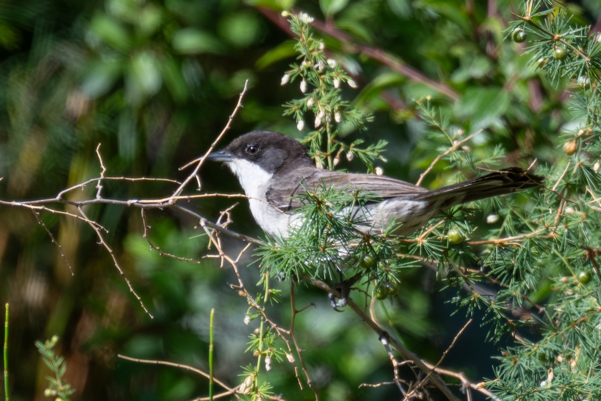 Arabian Warbler - ML636027534