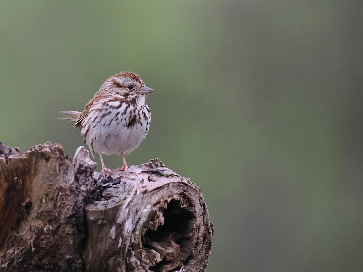 Song Sparrow - ML636027535