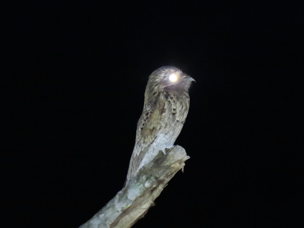 Common Potoo - ML636027560