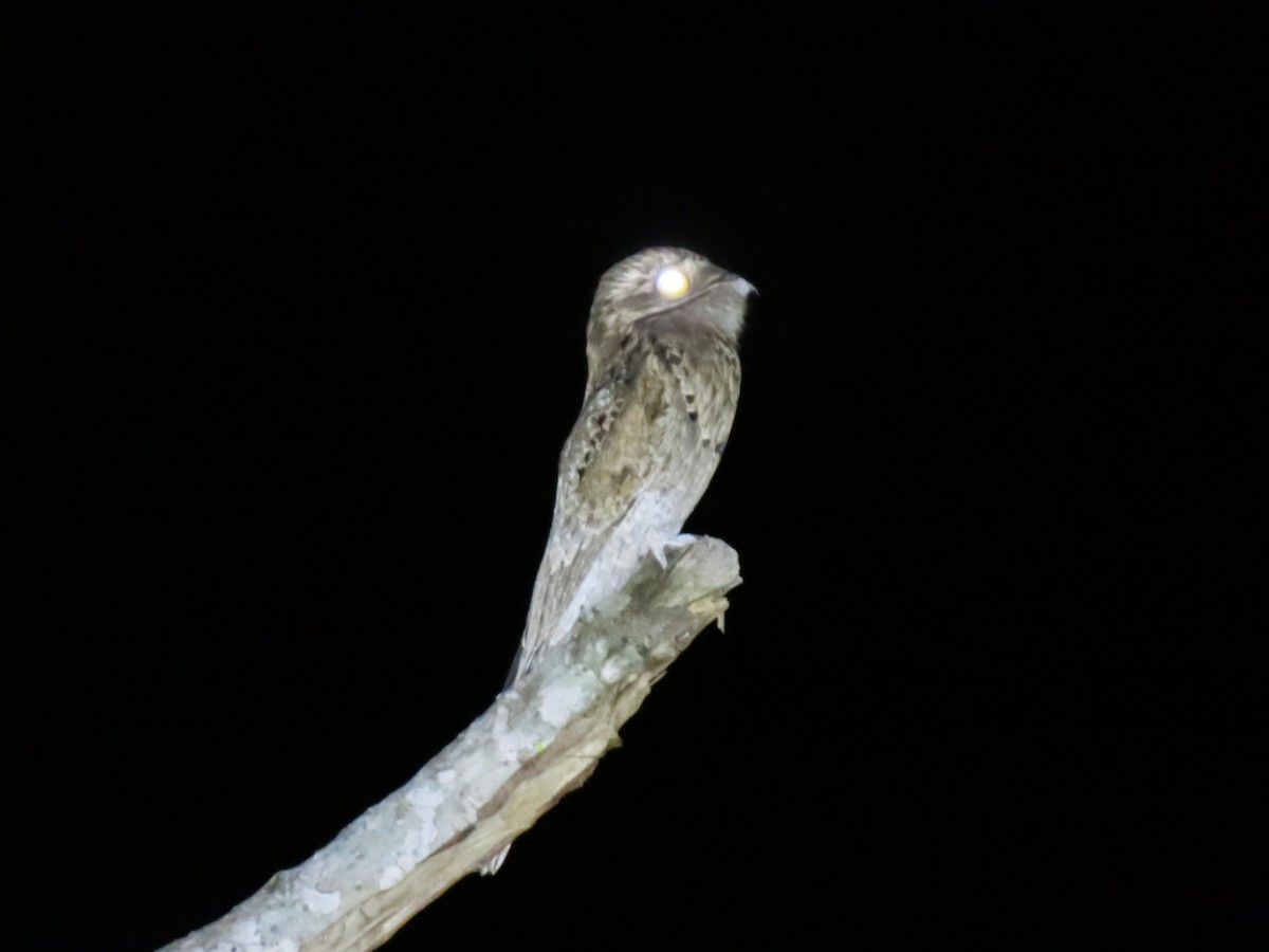 Common Potoo - ML636027561