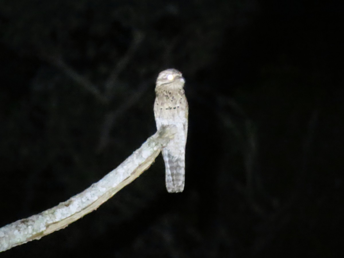 Common Potoo - ML636027562
