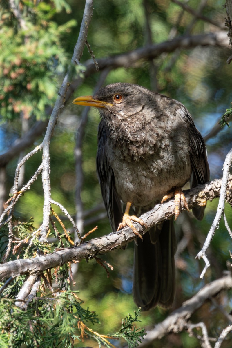 Yemen Thrush - ML636027583