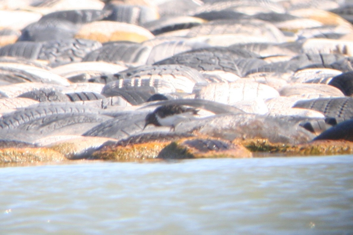 Kara Taşçeviren - ML63602761