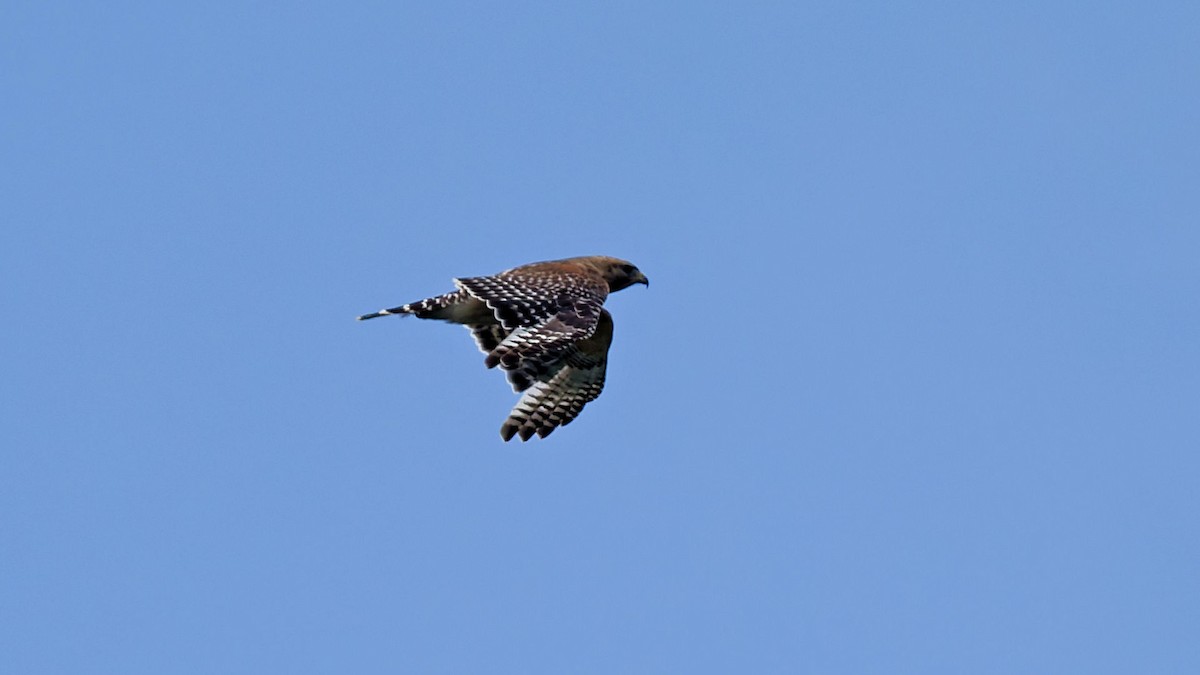 Red-shouldered Hawk - ML636027632