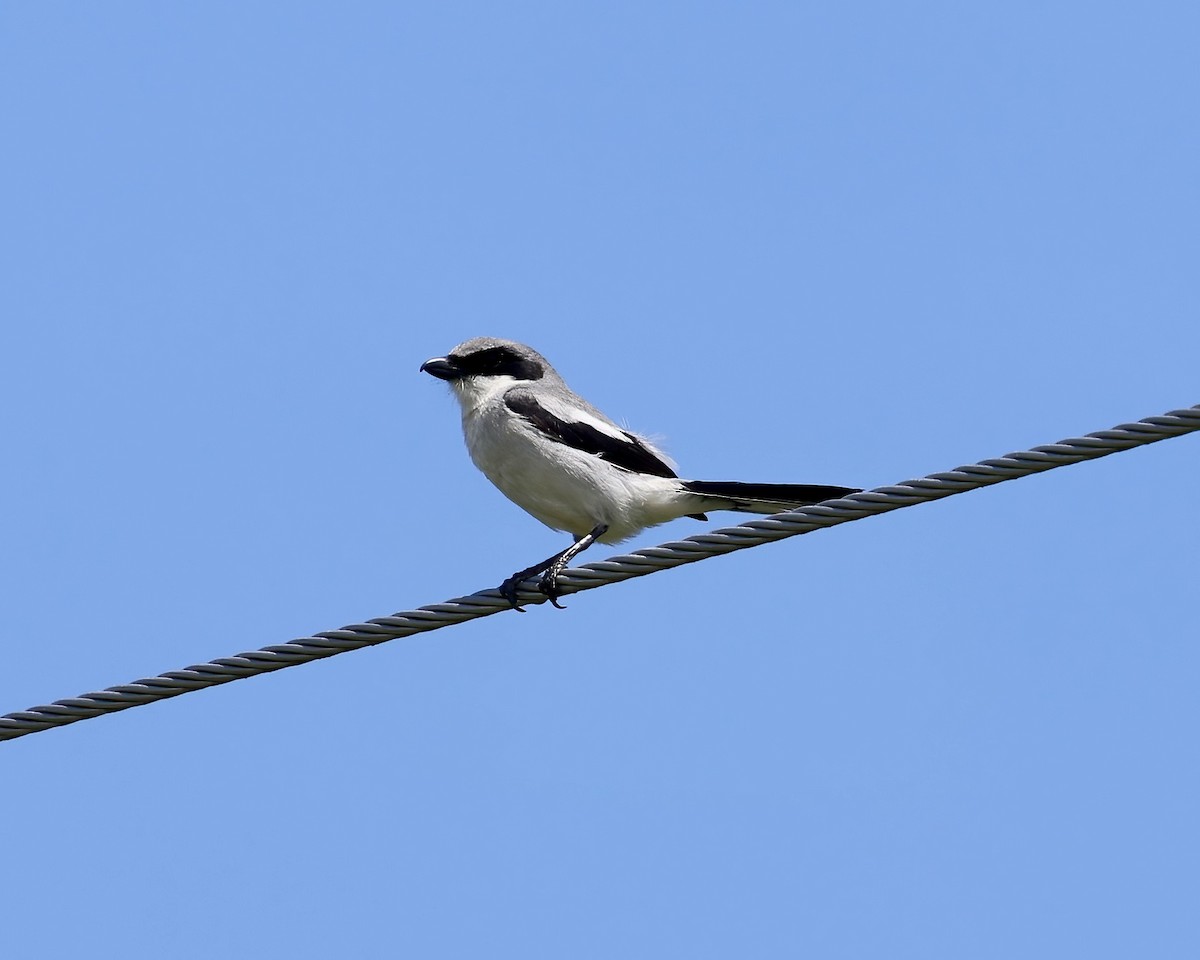 Loggerhead Shrike - ML636027669