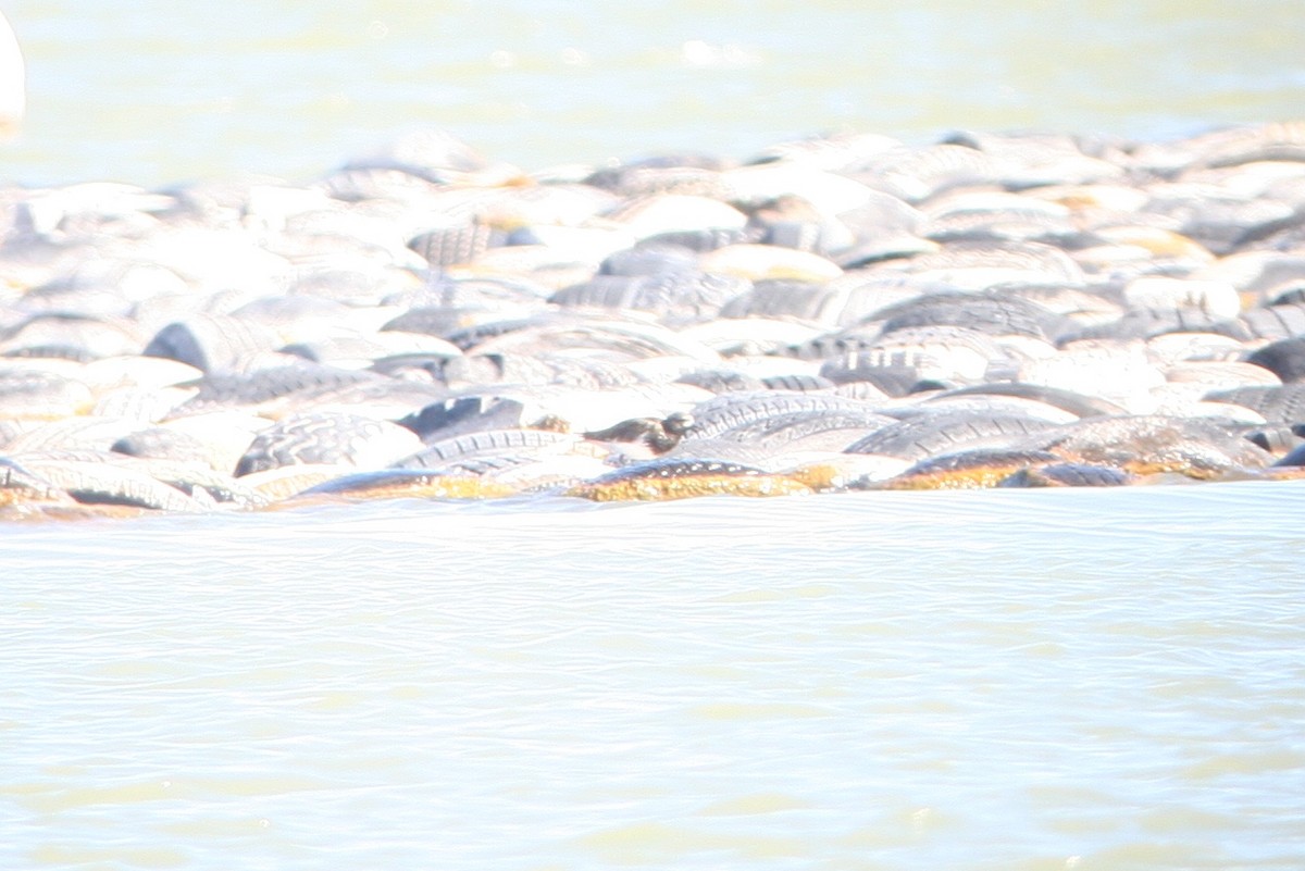 Kara Taşçeviren - ML63602771