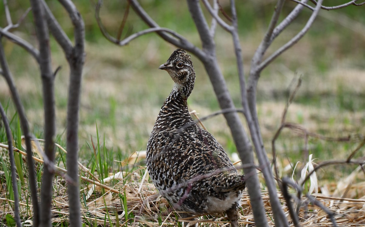 Sharp-tailed Grouse - ML636027964