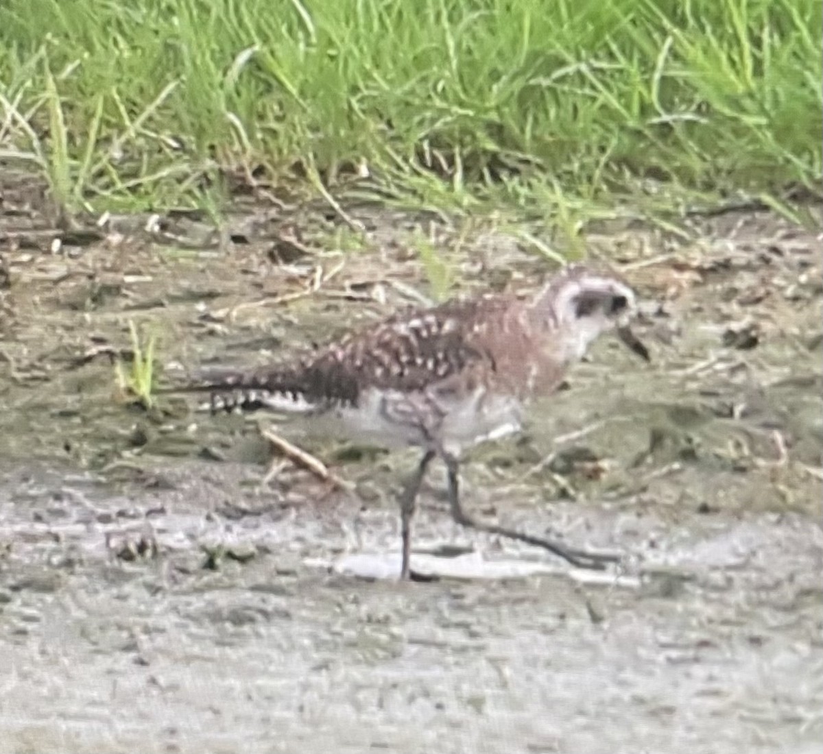 kulík hnědokřídlý - ML636027967