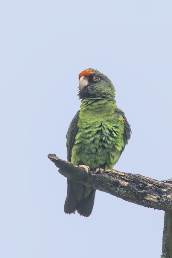 Red-fronted Parrot - ML636027984