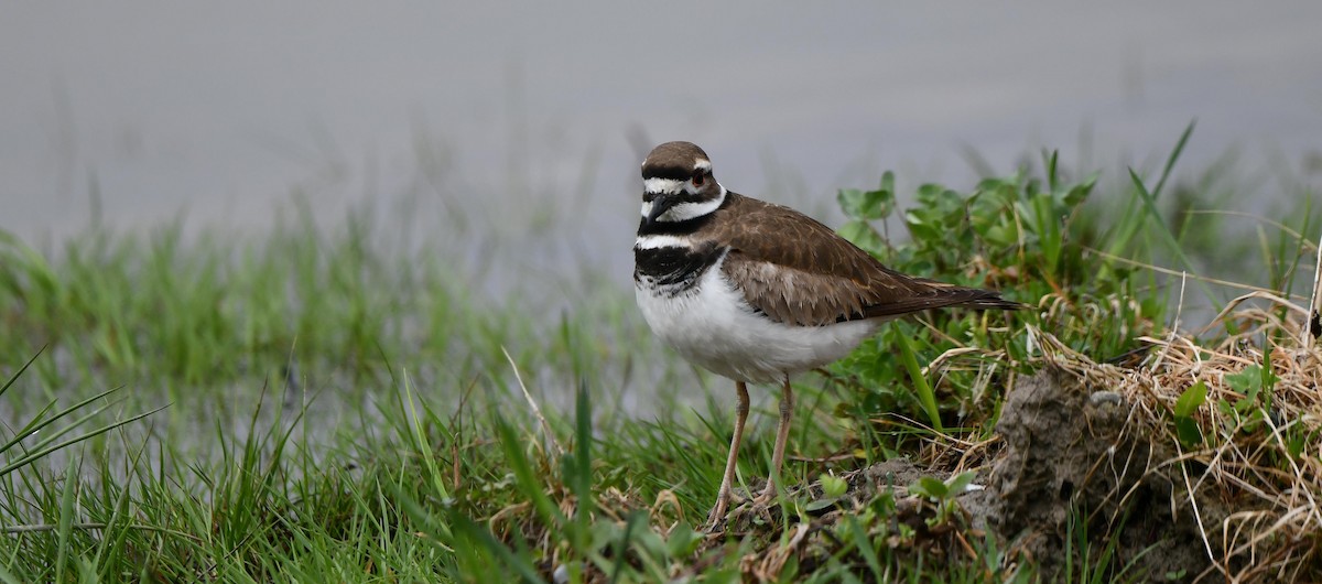 Killdeer - ML636028014