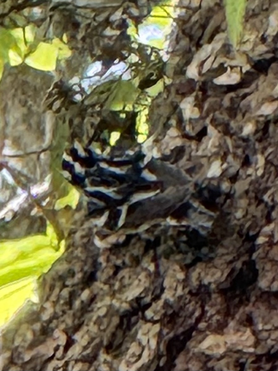 Black-and-white Warbler - ML636028084