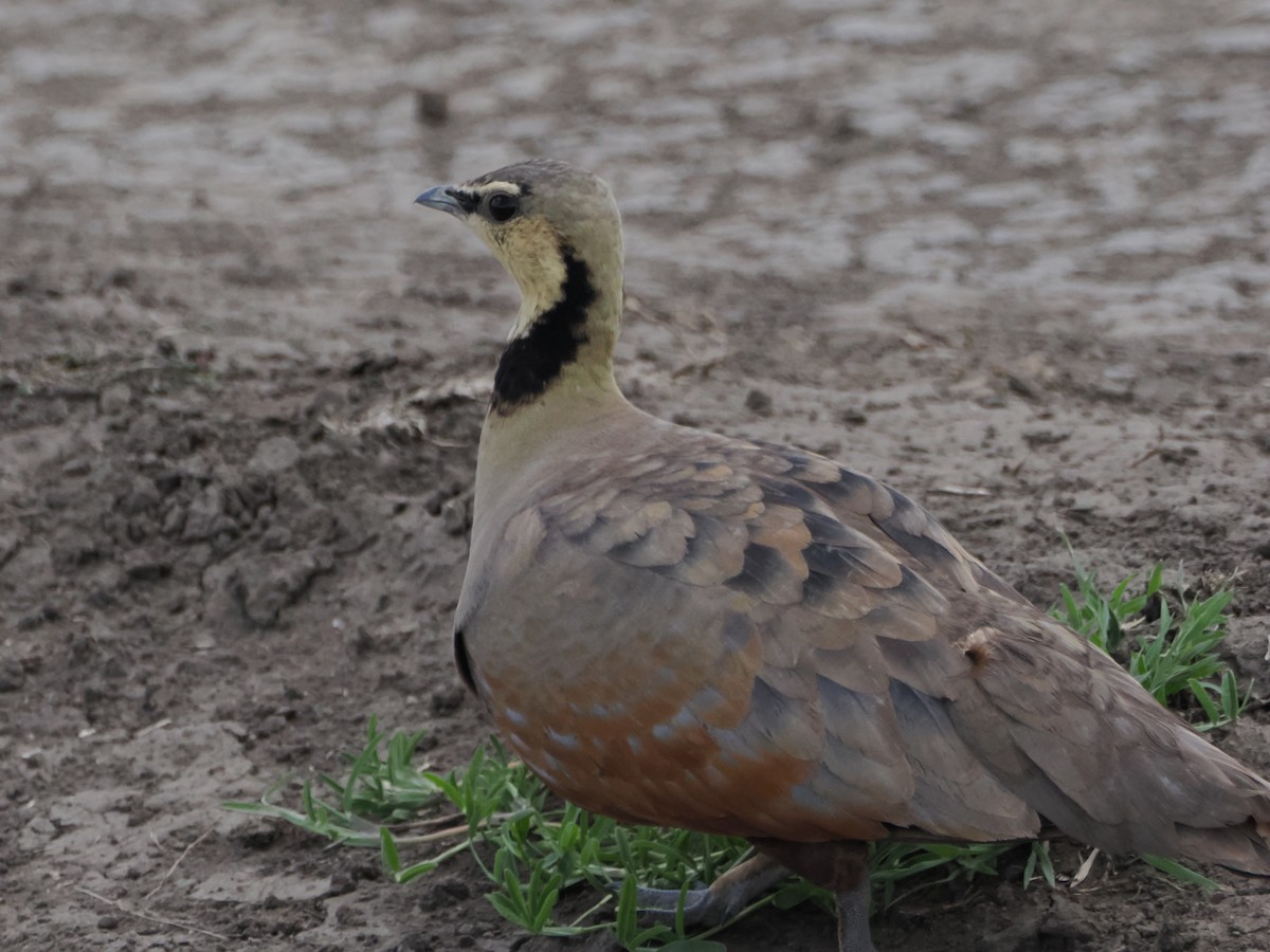 Yellow-throated Sandgrouse - ML636028144