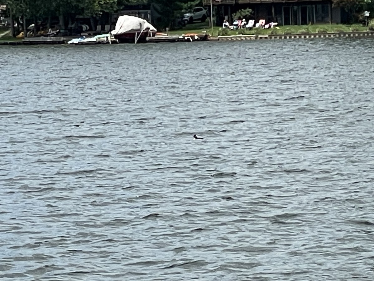 Bufflehead - ML636028183