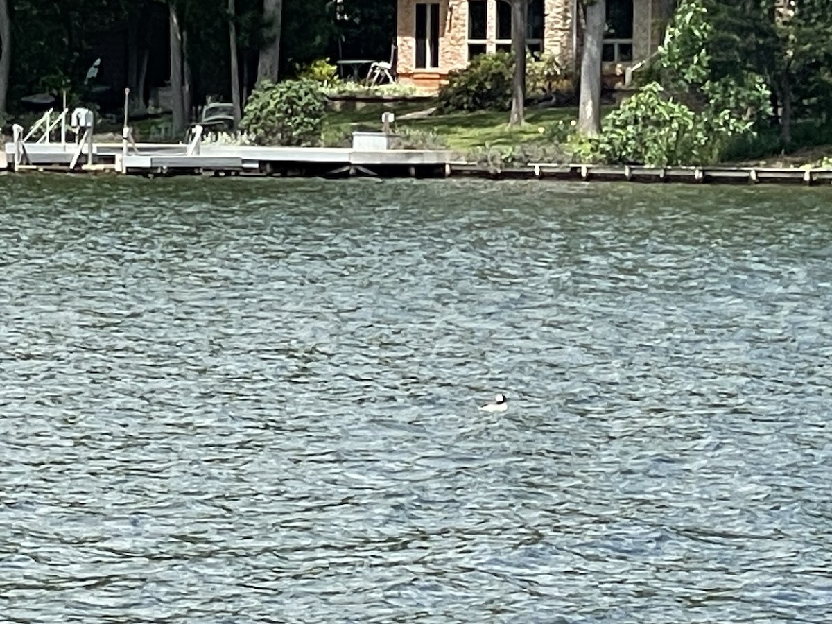 Bufflehead - ML636028184