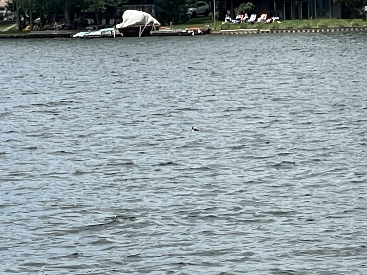 Bufflehead - ML636028185