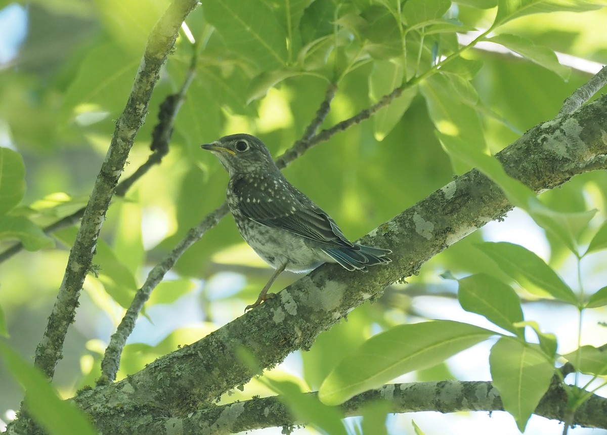 Eastern Bluebird - ML636028205
