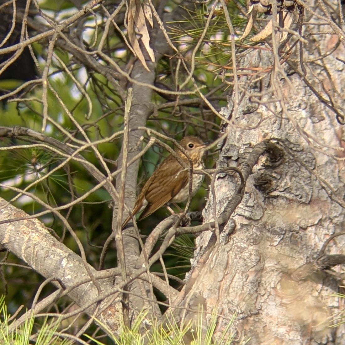 Swainson's Thrush - ML636028213