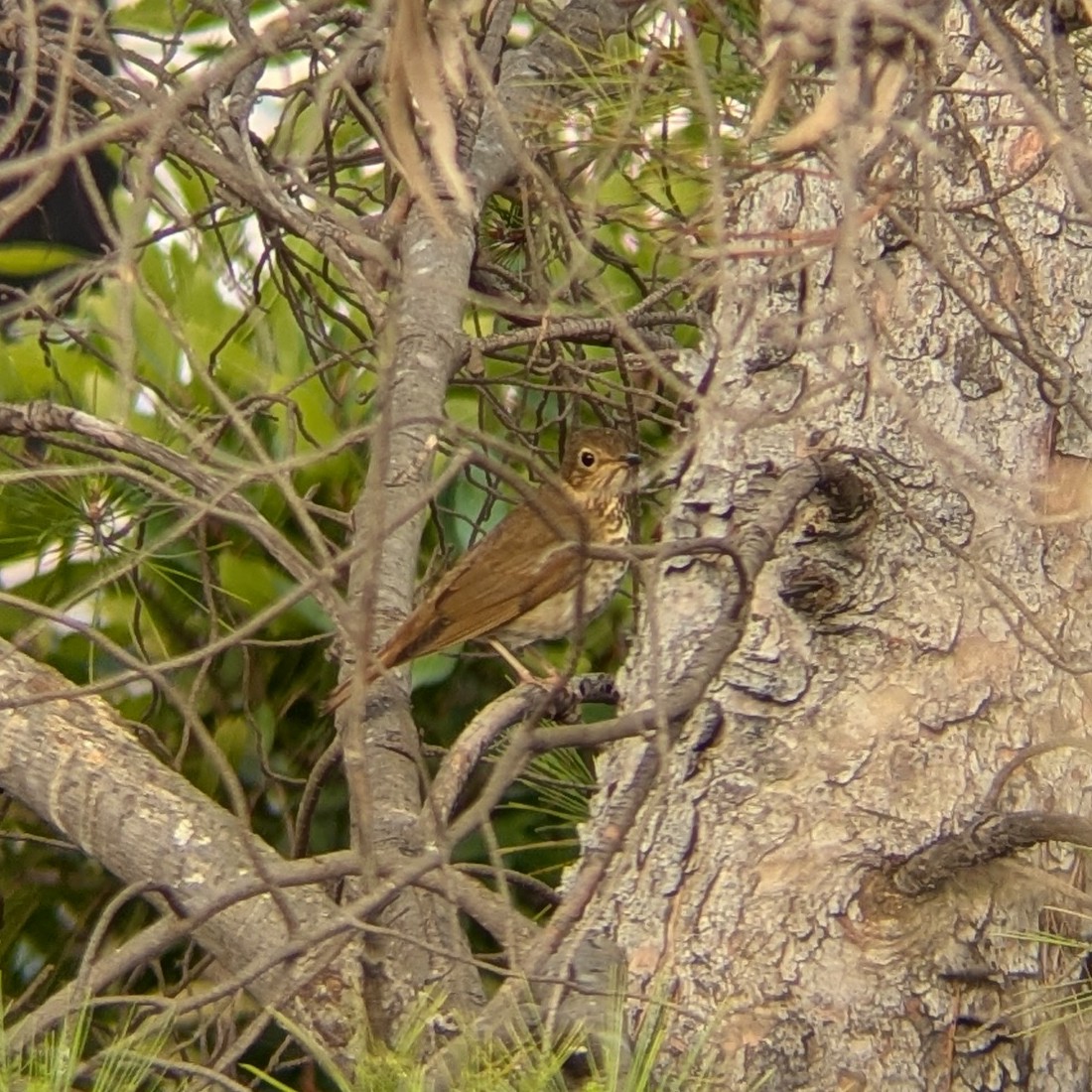 Swainson's Thrush - ML636028226
