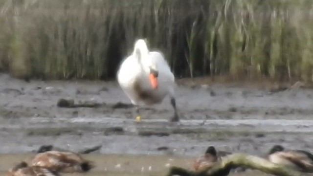 Mute Swan - ML636028269
