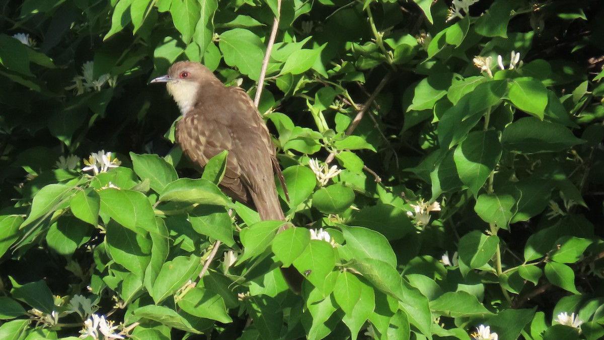 Black-billed Cuckoo - ML636028345
