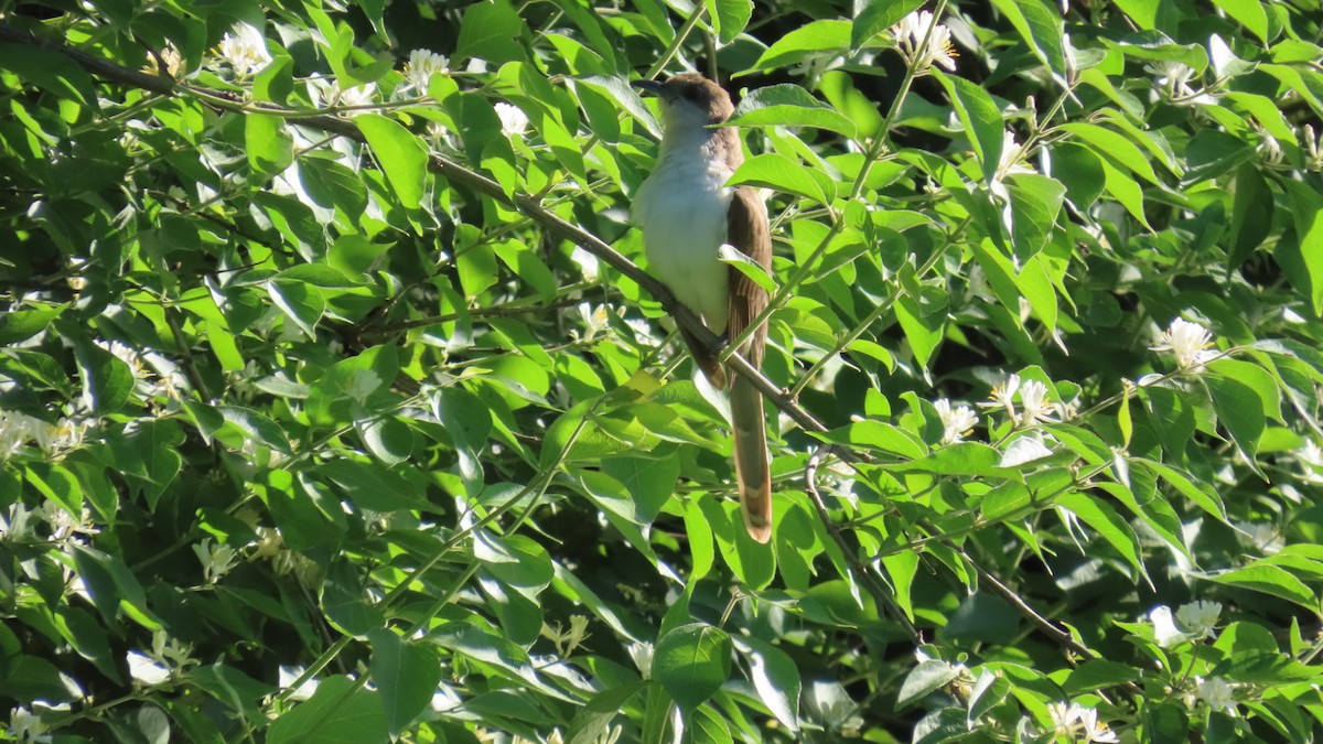 Black-billed Cuckoo - ML636028346