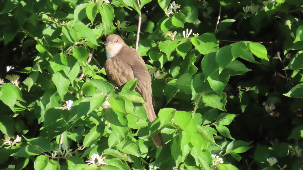 Black-billed Cuckoo - ML636028347
