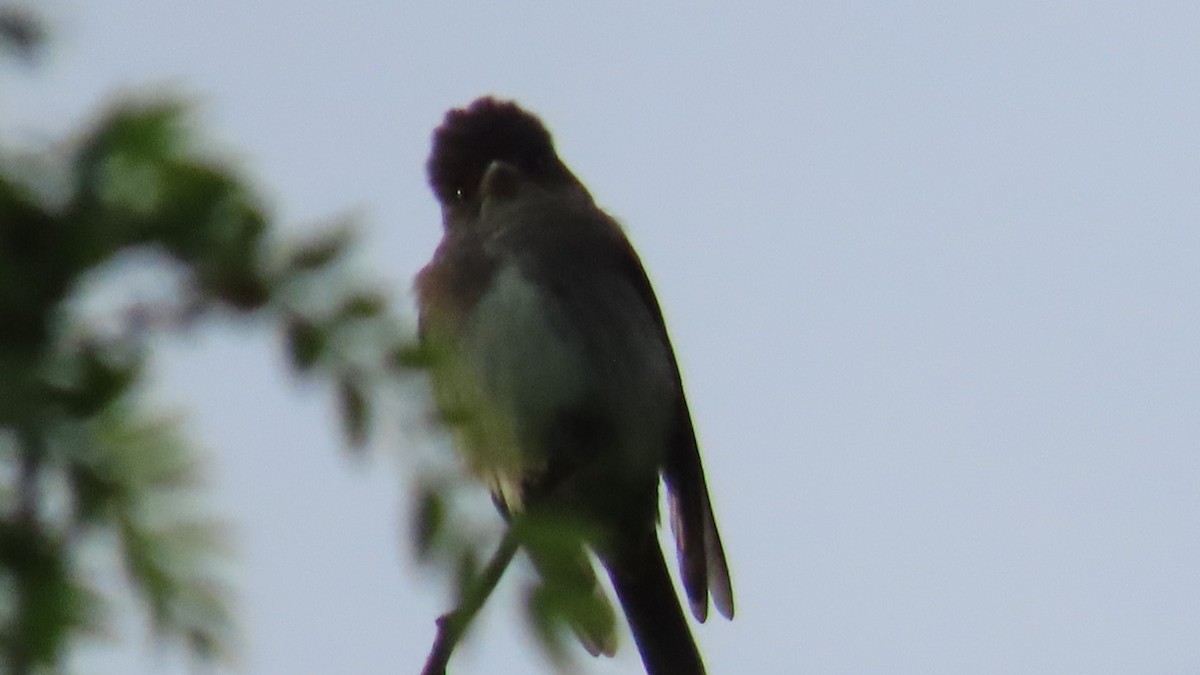 Olive-sided Flycatcher - ML636028374