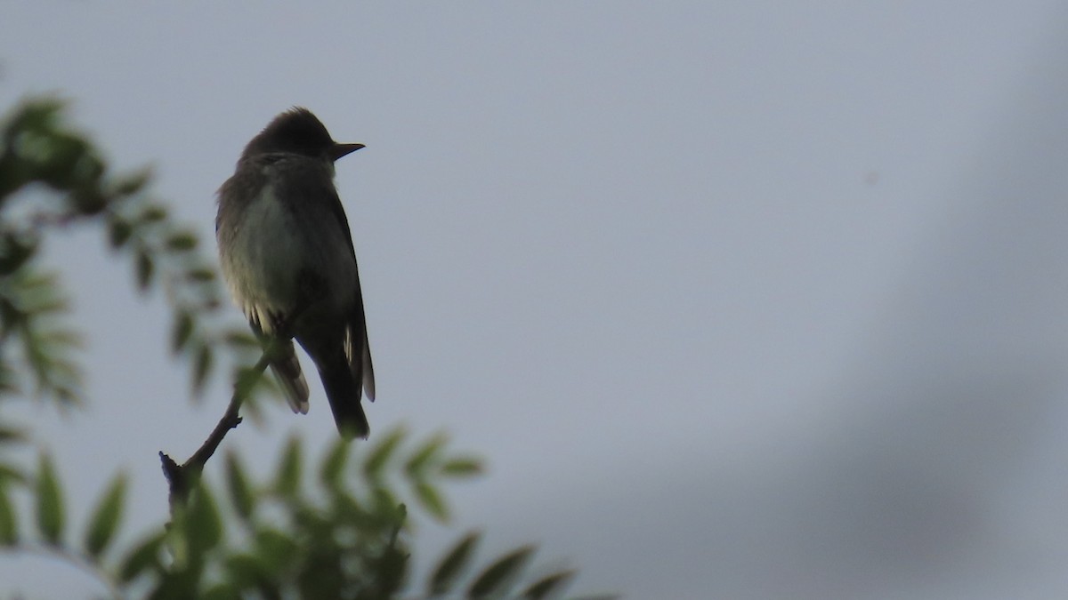 Olive-sided Flycatcher - ML636028375