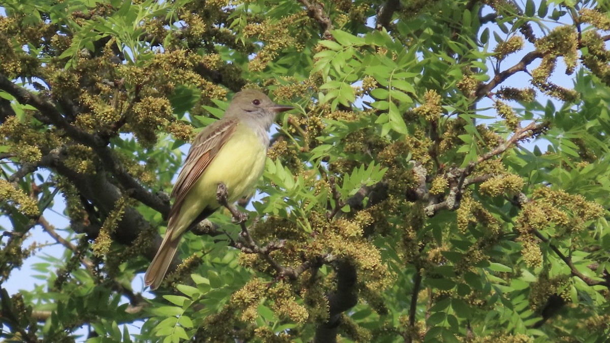 Great Crested Flycatcher - ML636028386