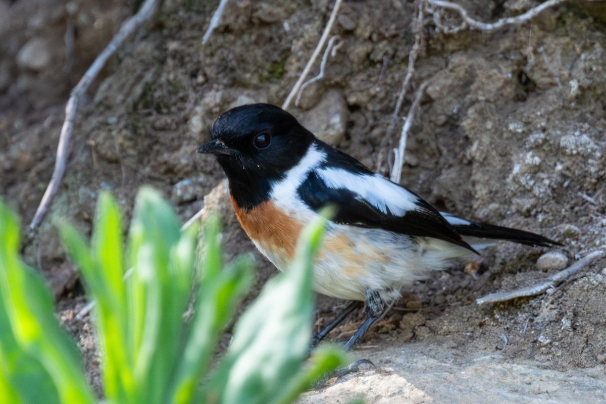 African Stonechat - ML636028593