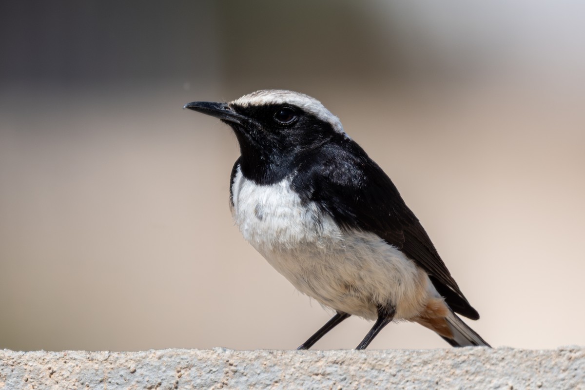 Arabian Wheatear - ML636028629