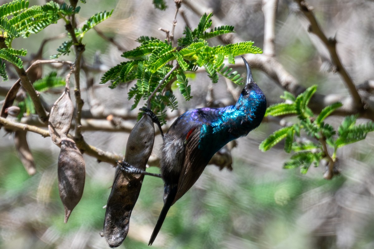 Palestine Sunbird - ML636028674