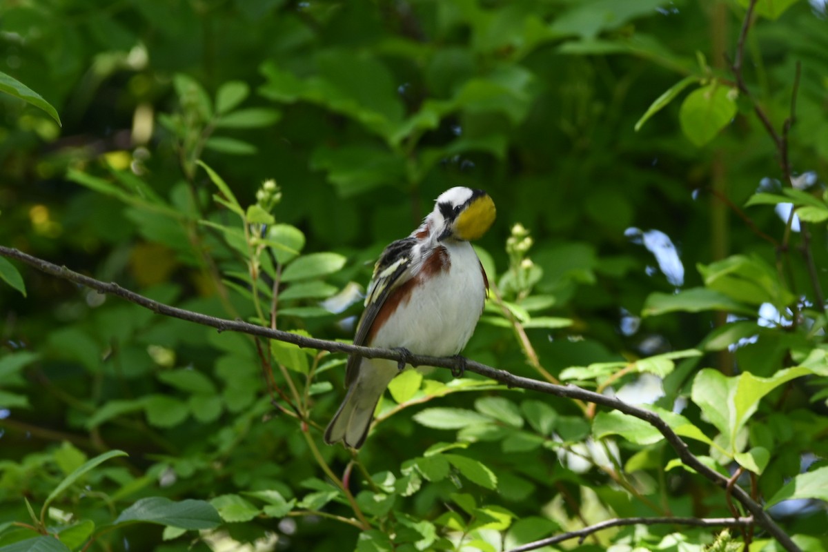 Chestnut-sided Warbler - ML636028686