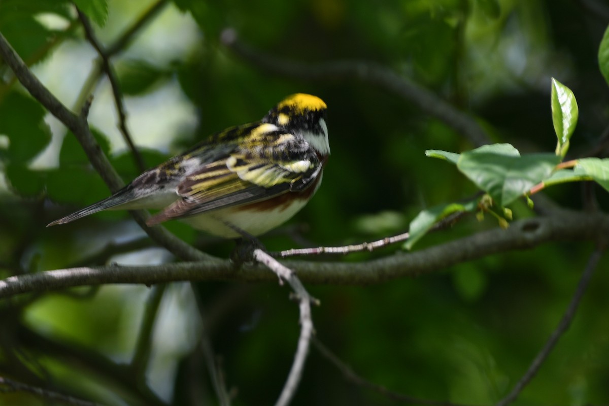 Chestnut-sided Warbler - ML636028687