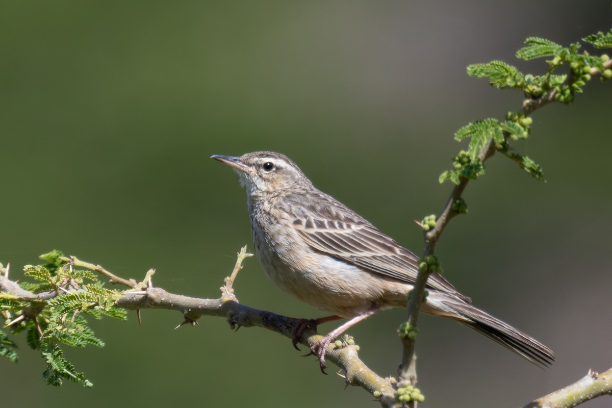 Long-billed Pipit - ML636028724