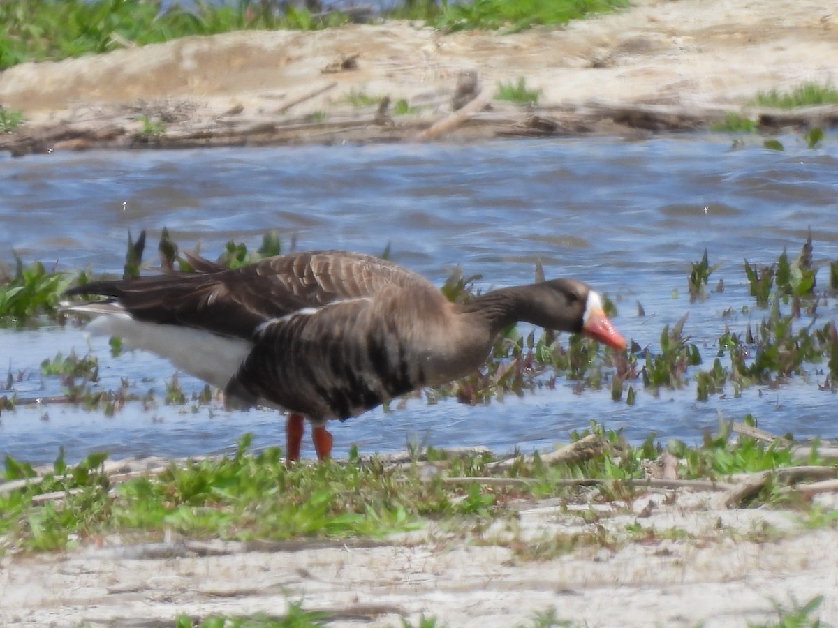 husa běločelá - ML636028745