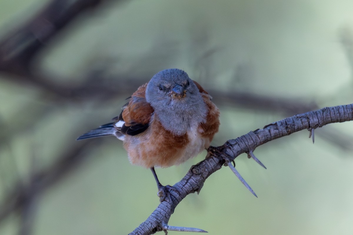 Yemen Linnet - ML636028767