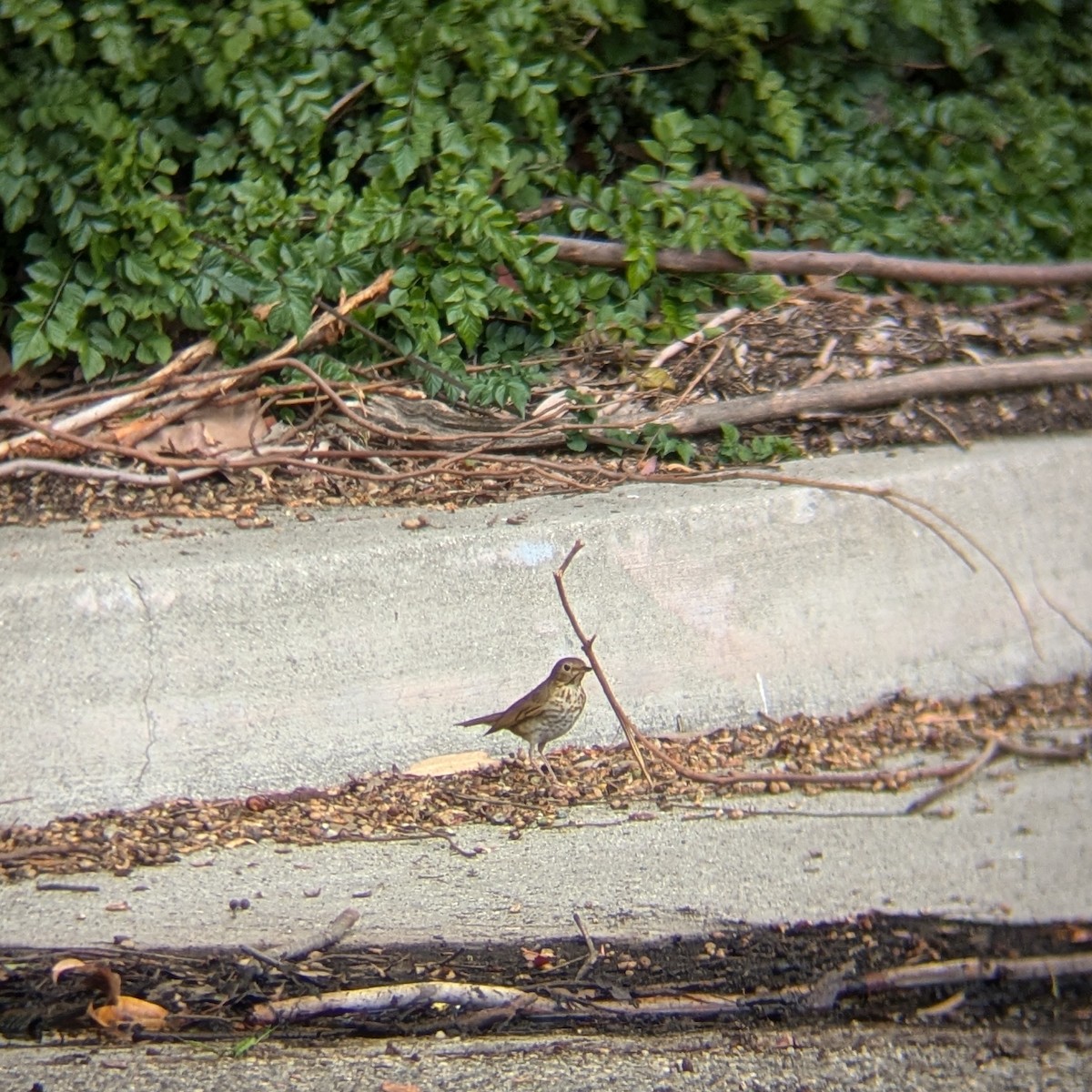 Swainson's Thrush - ML636028791