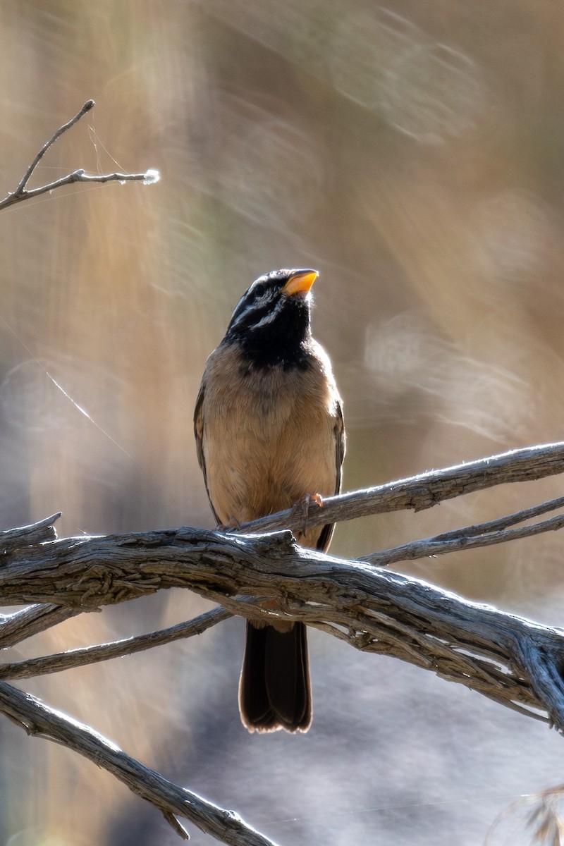 Cinnamon-breasted Bunting - ML636028801