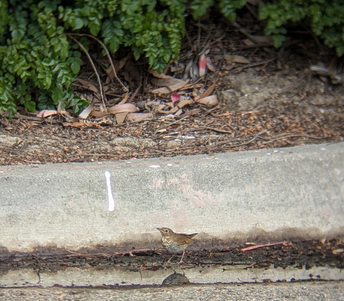 Swainson's Thrush - ML636028803