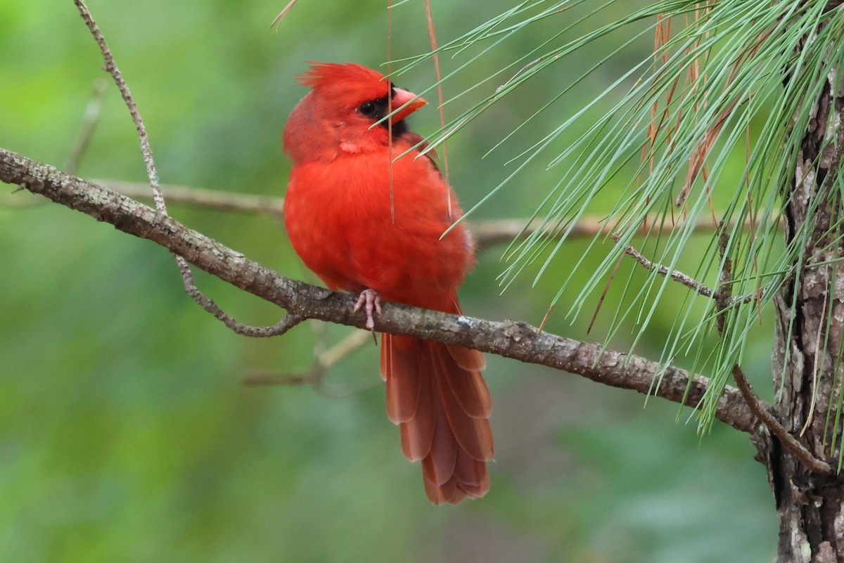 Cardinal rouge - ML636028835