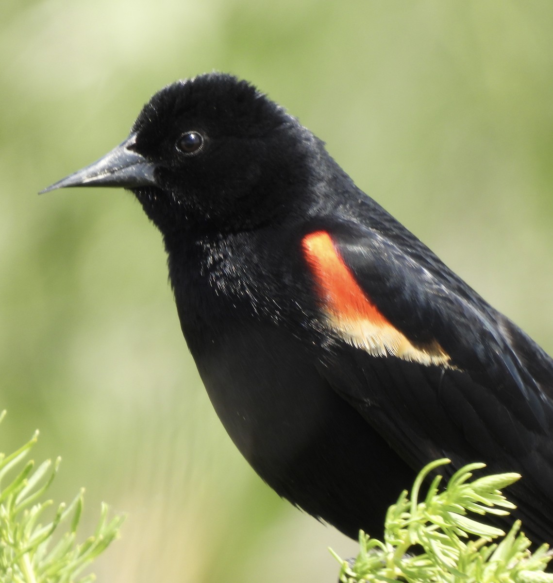 vlhovec červenokřídlý - ML636028836