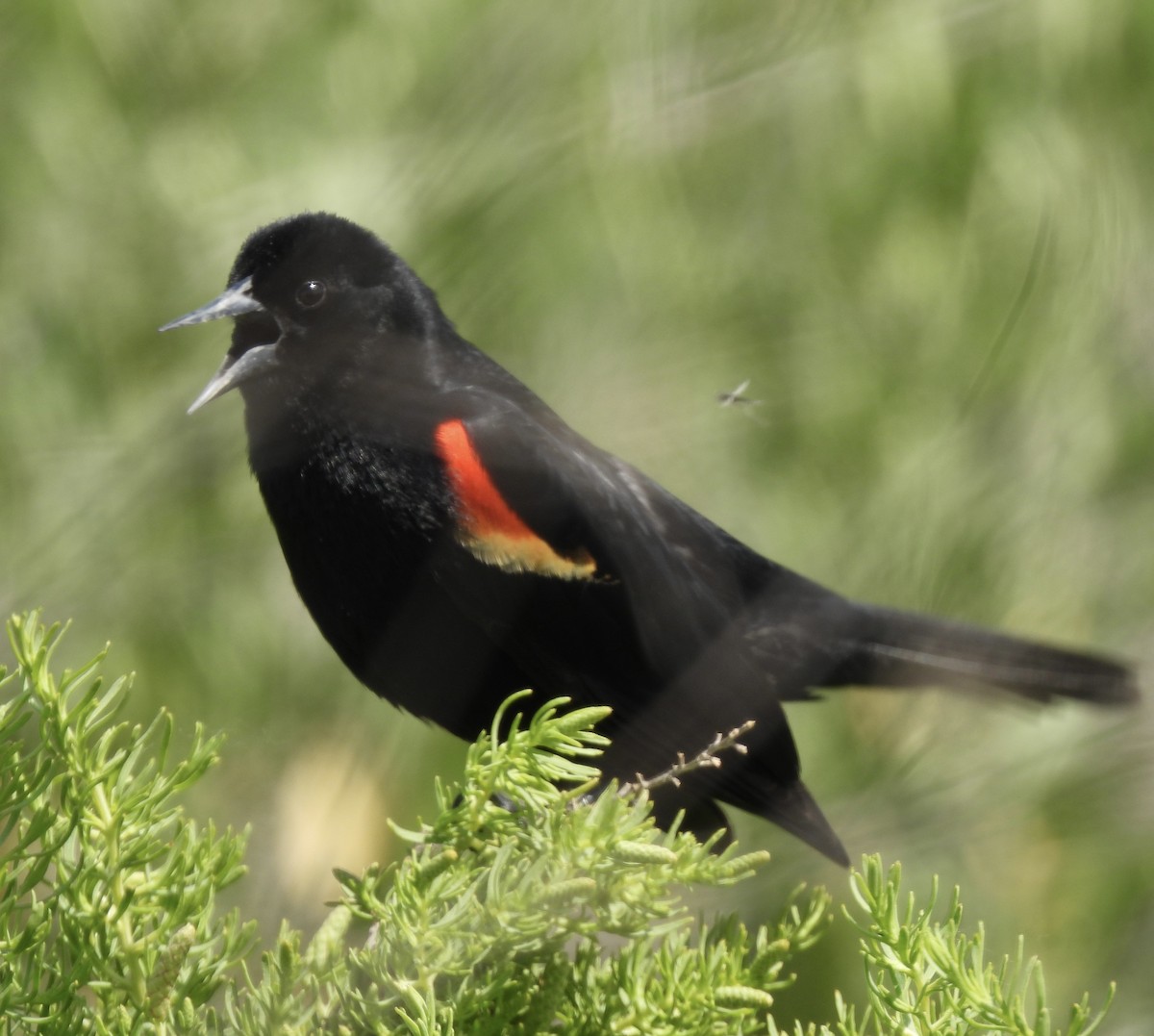 vlhovec červenokřídlý - ML636028837