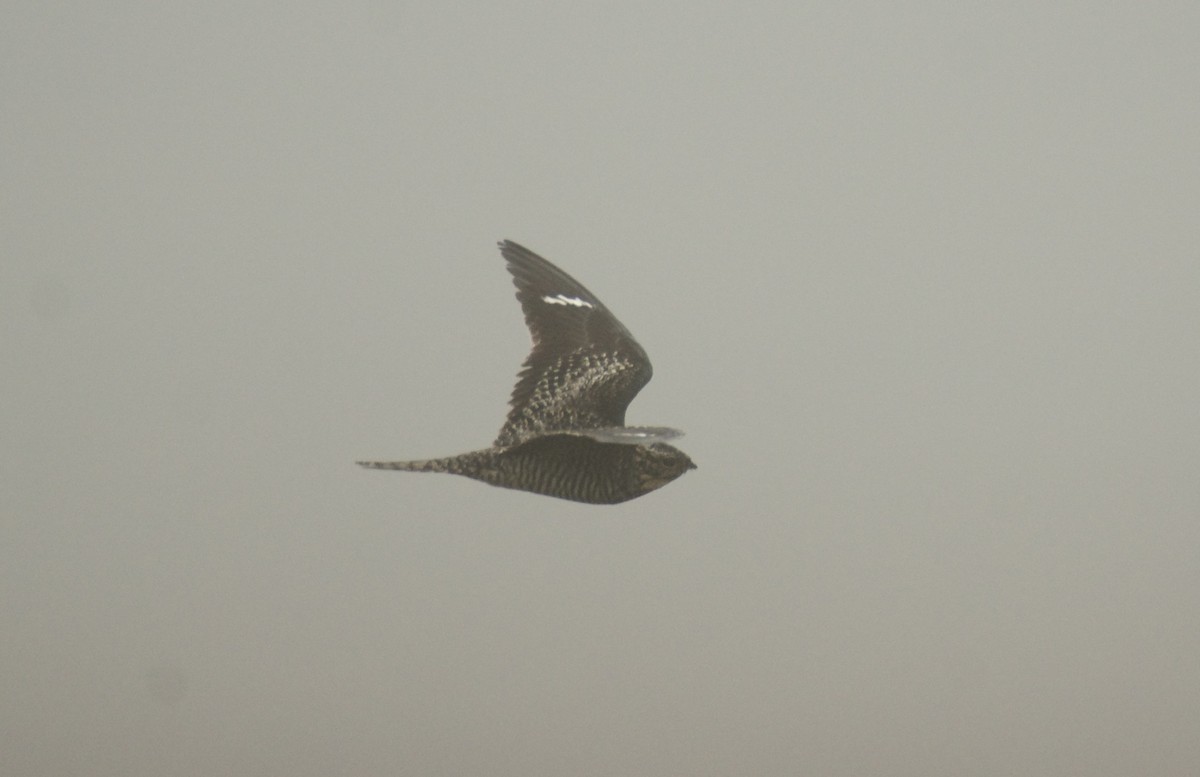 Common Nighthawk - ML636028872